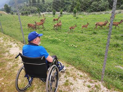 La bellezza degli animali
