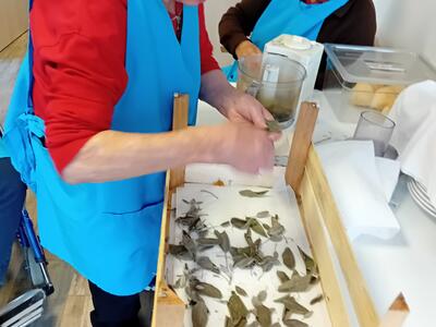 preparazione delle erbe